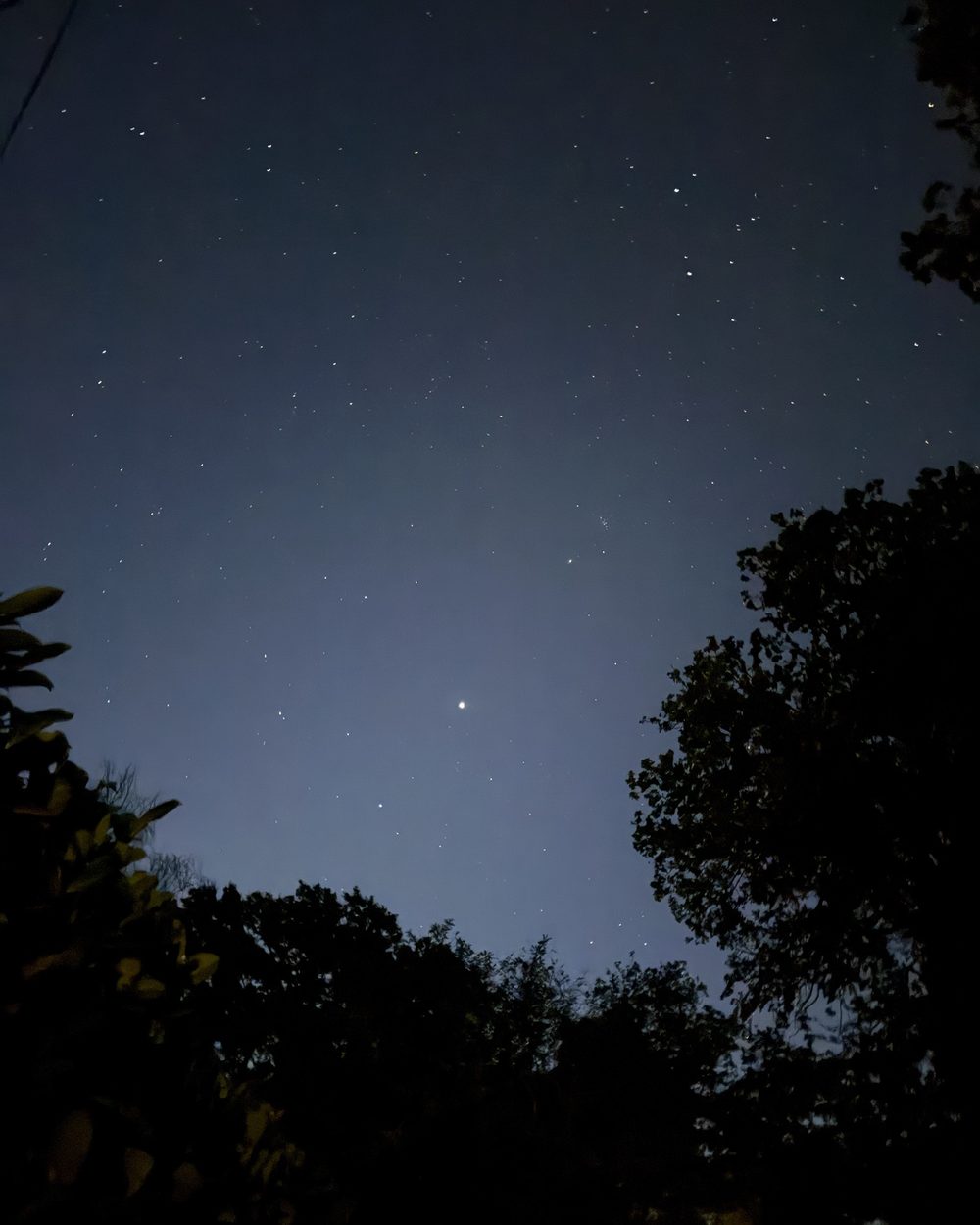 A clear night sky full of stars, framed by dark trees, taken before a morning run